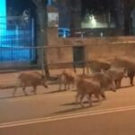 Vídeo | Ocho jabalíes campan a sus anchas al lado de la estación de Ourense: «Van coller o tren»