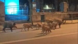 Vídeo | Ocho jabalíes campan a sus anchas al lado de la estación de Ourense: "Van coller o tren"