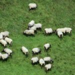 El Camino de Santiago a su paso por Ourense