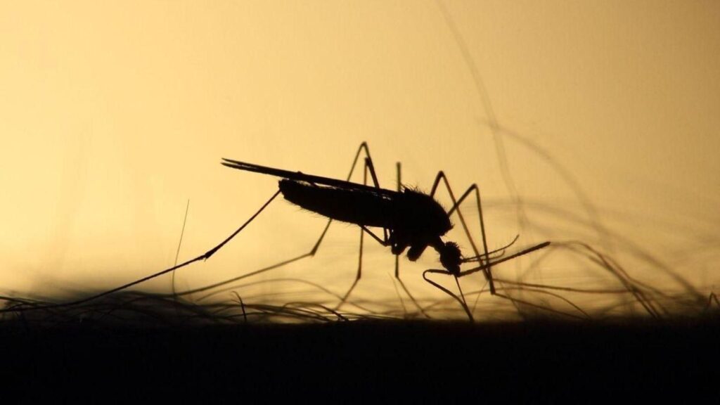 La Xunta alerta del riesgo de proliferación del mosquito tigre en los cementerios por Todos los Santos: consejos para evitarlo