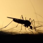 La Xunta alerta del riesgo de proliferación del mosquito tigre en los cementerios por Todos los Santos: consejos para evitarlo