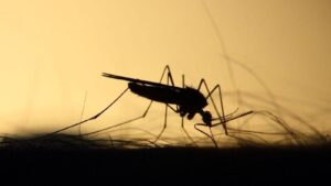 La Xunta alerta del riesgo de proliferación del mosquito tigre en los cementerios por Todos los Santos: consejos para evitarlo