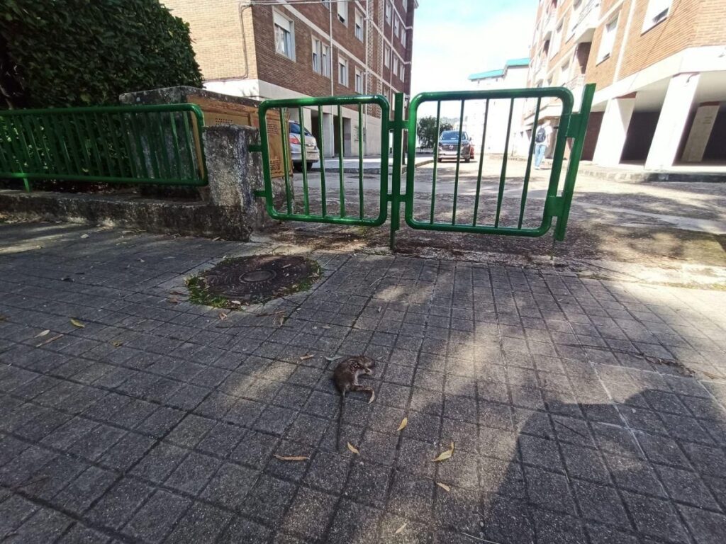 Alertan de la presencia de ratas muertas junto a un parque infantil de Ourense