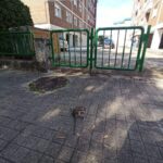 Alertan de la presencia de ratas muertas junto a un parque infantil de Ourense