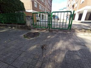 Alertan de la presencia de ratas muertas junto a un parque infantil de Ourense