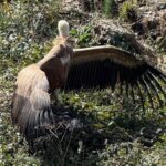 Un joven buitre leonado vuelve a volar tras ser recuperado en Pereiro de Aguiar