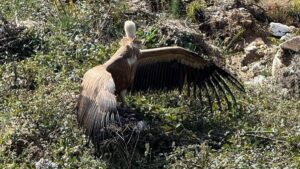 Un joven buitre leonado vuelve a volar tras ser recuperado en Pereiro de Aguiar