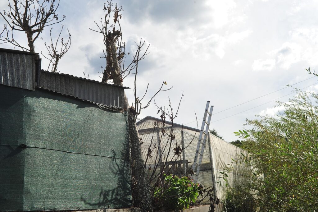 Muere un hombre en Barbadás al caer de un árbol mientras realizaba podaba