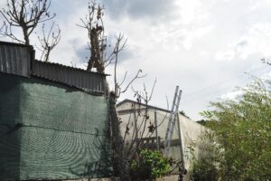 Muere un hombre en Barbadás al caer de un árbol mientras realizaba podaba