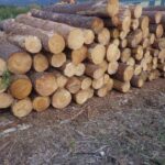 El Concello de A Peroxa estipula faltas y sanciones en una nueva ordenanza que regula la tala de madera